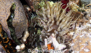 Green tips and purple tips...looks like they need a hair ... by Chris Miskavitch 